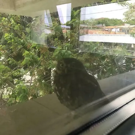 California Gæstehus