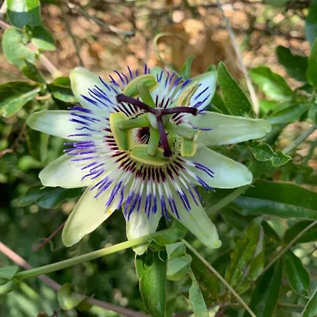 California 3* Sinemoretz