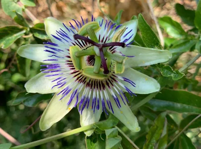 California 3* Синеморец